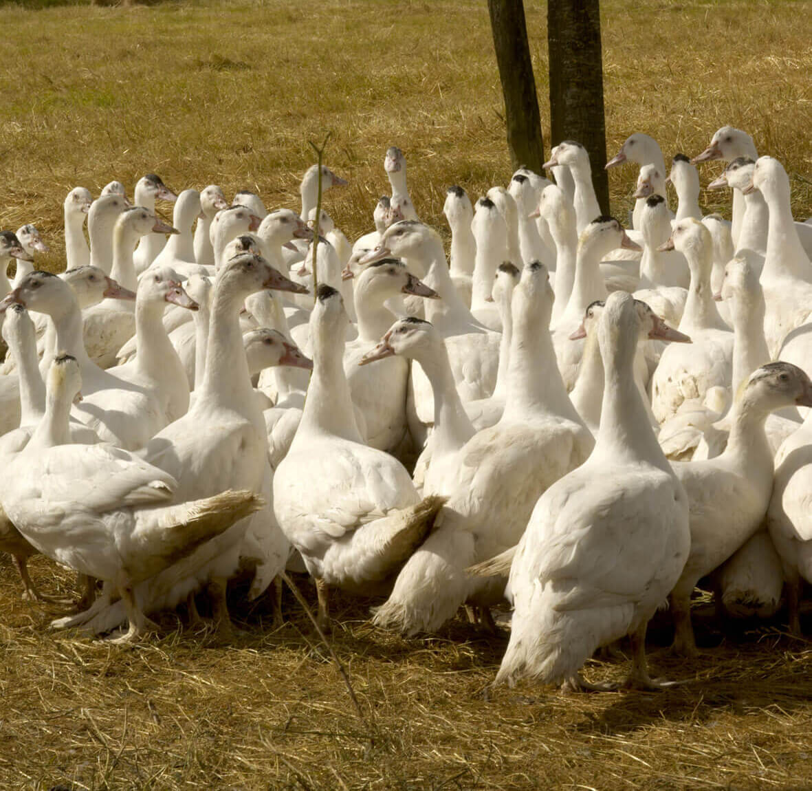 Savoir faire canard soulard