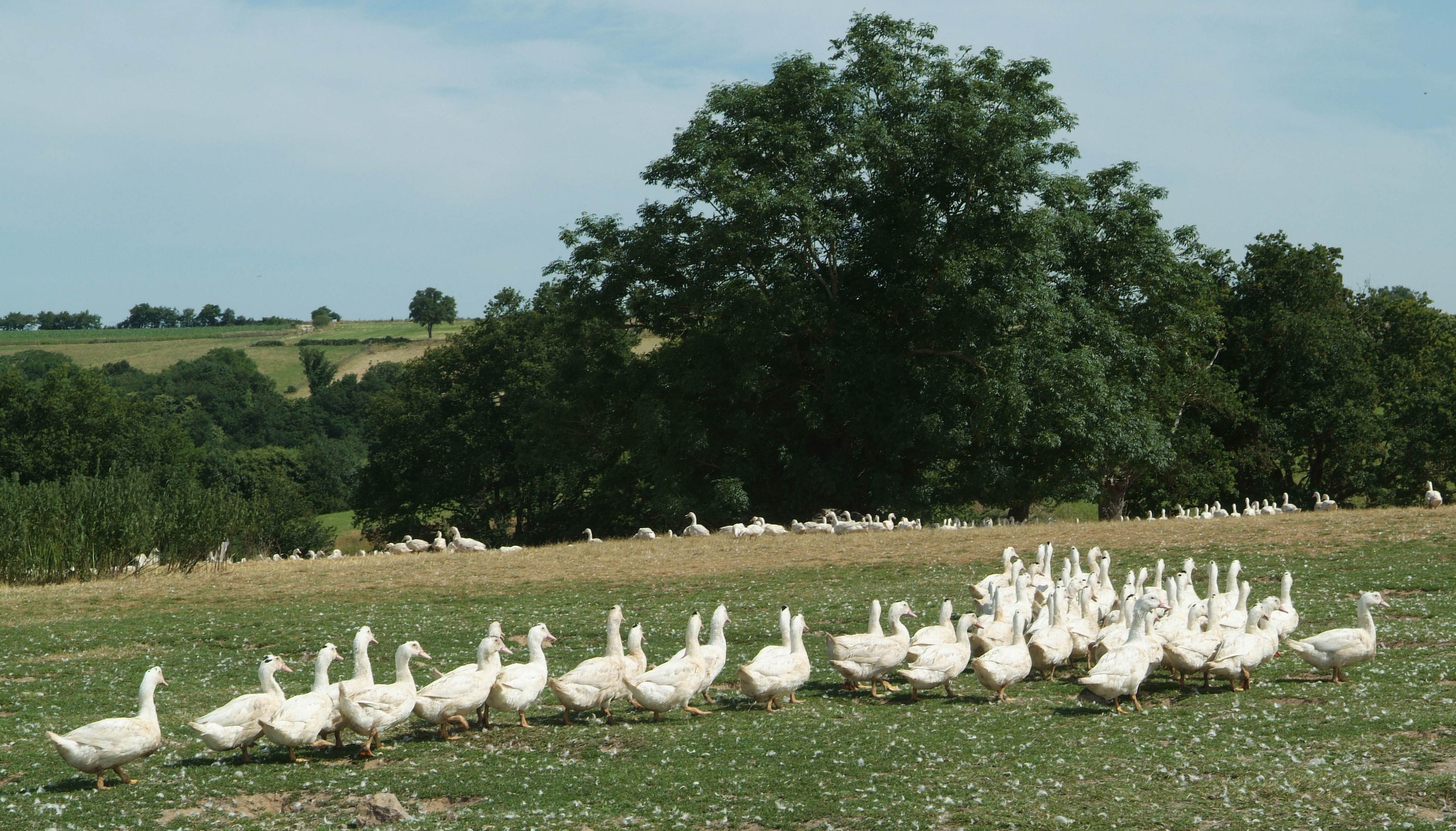 canards plein air