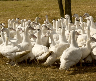 Savoir faire canard soulard